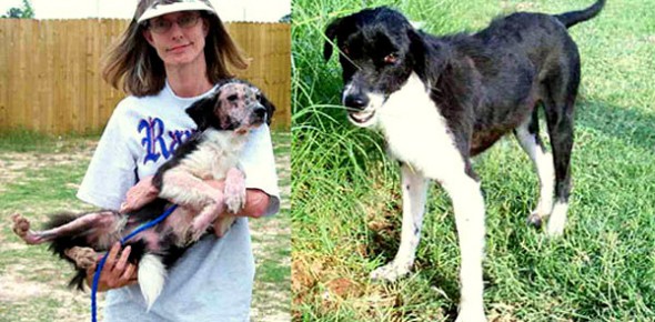 3.26.16 - Shelter Dogs Before and After17