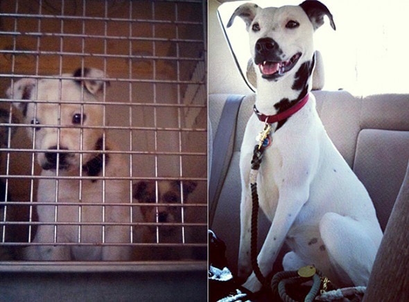 3.26.16 - Shelter Dogs Before and After18