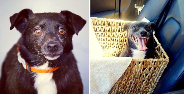 3.26.16 - Shelter Dogs Before and After19