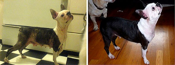 3.26.16 - Shelter Dogs Before and After2