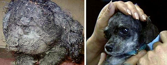 3.26.16 - Shelter Dogs Before and After20