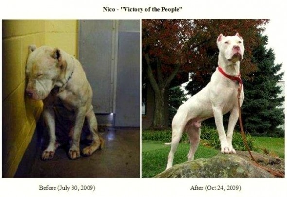 3.26.16 - Shelter Dogs Before and After23