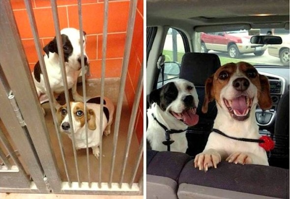 3.26.16 - Shelter Dogs Before and After25