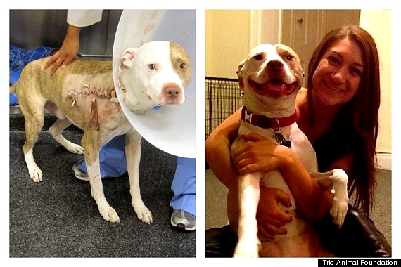 3.26.16 - Shelter Dogs Before and After3
