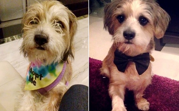 3.26.16 - Shelter Dogs Before and After4