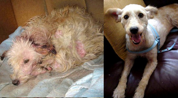 3.26.16 - Shelter Dogs Before and After5