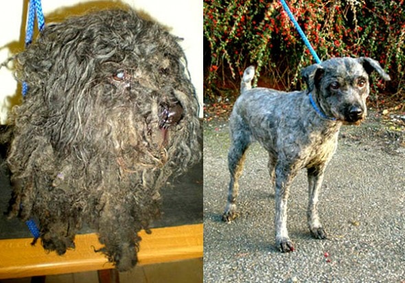 3.26.16 - Shelter Dogs Before and After6