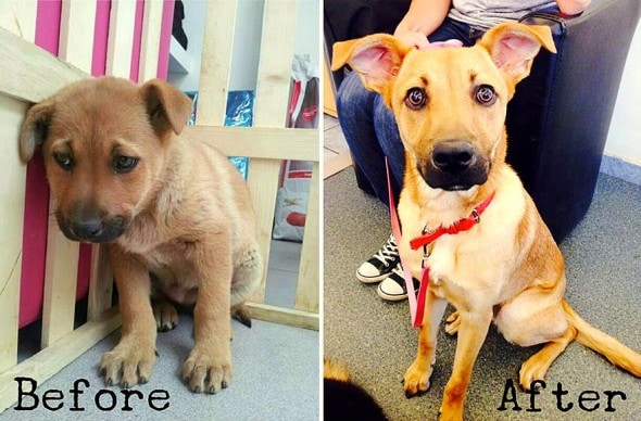3.26.16 - Shelter Dogs Before and After7