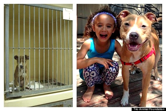 3.26.16 - Shelter Dogs Before and After8