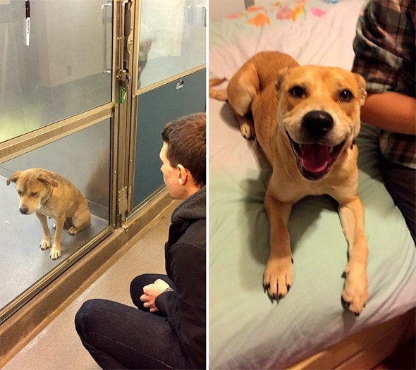 3.26.16 - Shelter Dogs Before and After9