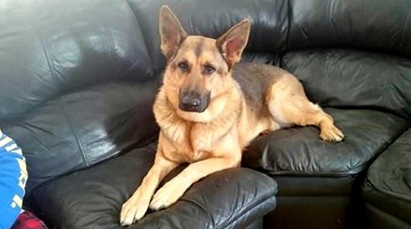 3.29.16 - German Shepherd Who Spent Three Years in a Cage Is Rescued1