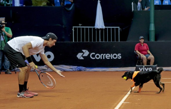 Portugal's Gastao Elias receives a ball from a dog during the Brazil Open tennis tournament in Sao Paulo, Brazil, Thursday, Feb. 25, 2016. Four trained shelter dogs that once roamed the streets of Sao Paulo found themselves center stage at the ATP 250 Brazil Open tournament. The unusual initiative was made to promote the adoption of abandoned street animals. (AP Photo/Leandro Martins)