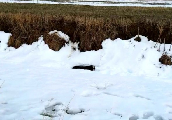 3.31.16 - Dog Thought Dead in Snow Found Alive0