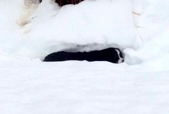 3.31.16 - Dog Thought Dead in Snow Found Alive1