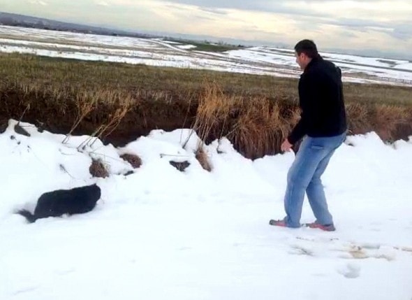 3.31.16 - Dog Thought Dead in Snow Found Alive2