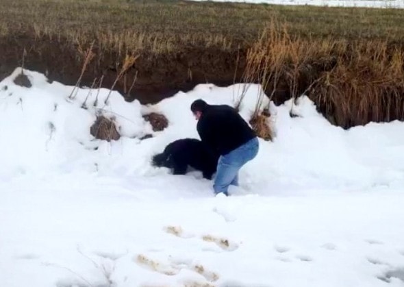3.31.16 - Dog Thought Dead in Snow Found Alive3