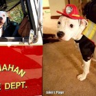 3.4.16 Puppy Burned in Fire Becomes a Firefighter3