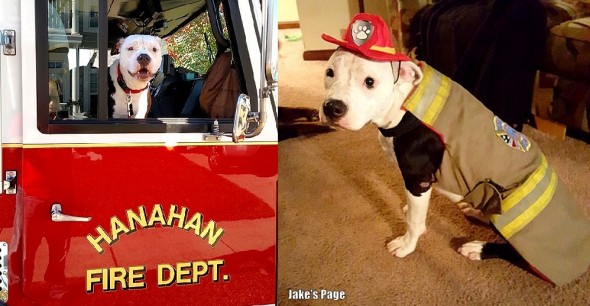 3.4.16 - Puppy Burned in Fire Becomes a Firefighter3