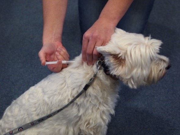 A dog being chipped. More than one million dog owners face a £500 fine if they fail to microchip their dogs ahead of a Government deadline in just one month's time.Nearly 1.5 million of an estimated 8.5 million dogs in the UK aren't tagged with details about their owners and it's costing £57 million a year to deal with. Pet owners only have until 6 April to get the tiny chip inserted under their animal's skin or they could be forced to cough up.According to a study by pet insurers Animal Friends, 26 per cent of owners have one or more dogs who are not registered on government approved databases. One in ten of these owners say they don't need to be as their dog never leaves their side and seven percent say it's unnecessary as their pet wears a collar.Other owners were worried about data security - with 10 percent saying they feared a chip in their dog could track their movements.And up to 12 per cent of owners don't know whether their dog is microchipped at all.The Microchipping of Dogs (England) Regulations 2014 orders that from April 2016, all dog owners must have their animals microchipped with their details on a reunification database.The law is set to reduce the number of dogs that need to be "kenneled, rehomed or put down because their keepers cannot be traced". Previously, microchipping pets has been voluntary since the introduction of the technology 20 years ago.