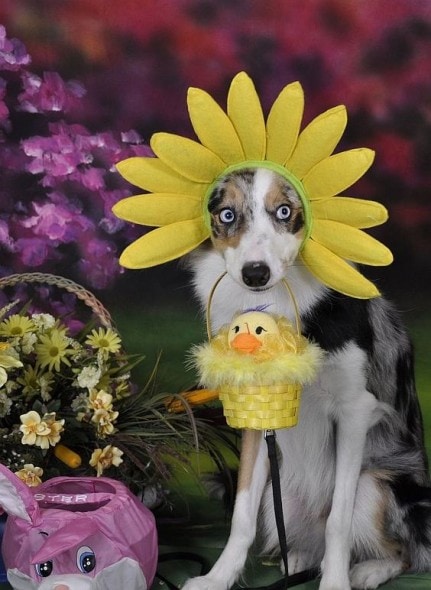 Here Comes the Easter Doggy - LIFE WITH DOGS