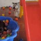 dog in ball pit 2