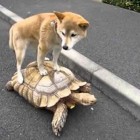 dog riding tortoise