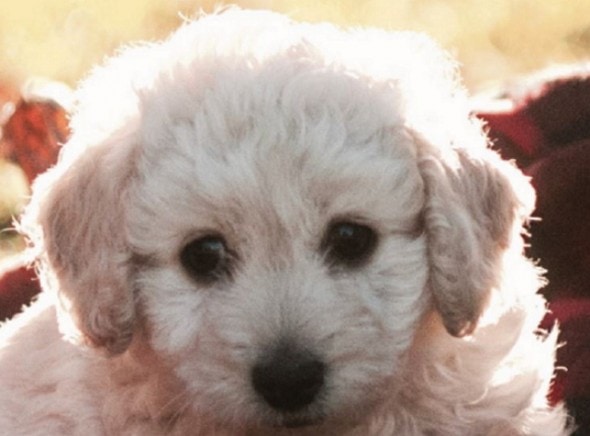 living free puppy