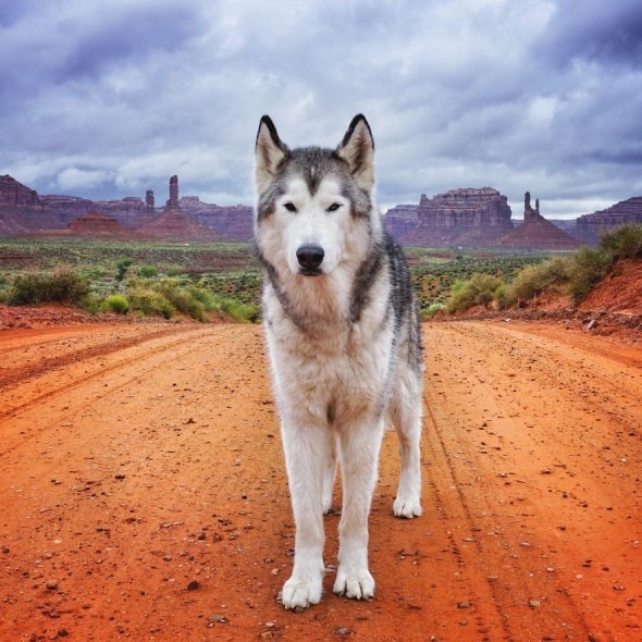 4.10.16 - Loki the Wolfdog's Adventures1
