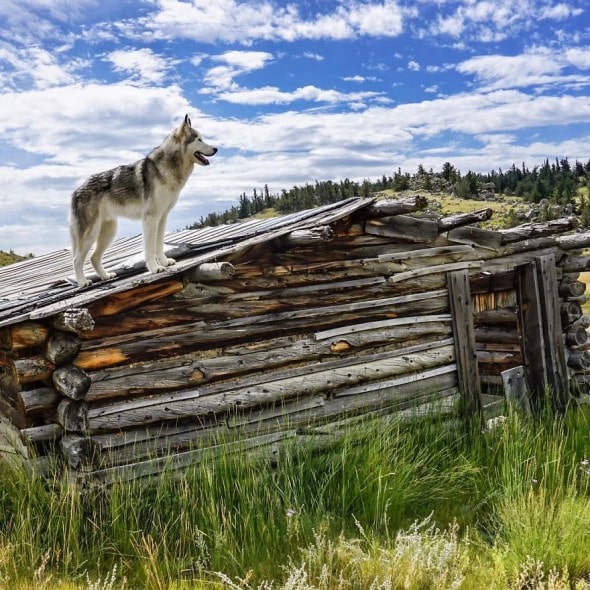 4.10.16 - Loki the Wolfdog's Adventures10