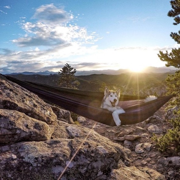 4.10.16 - Loki the Wolfdog's Adventures13