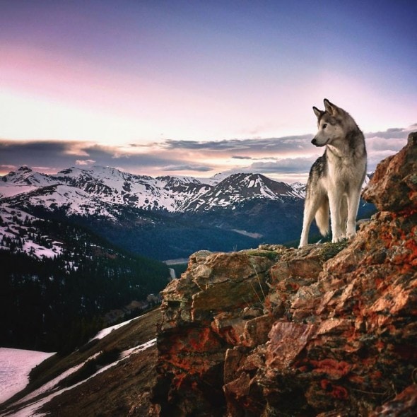 4.10.16 - Loki the Wolfdog's Adventures16