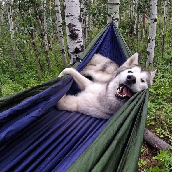 4.10.16 - Loki the Wolfdog's Adventures17