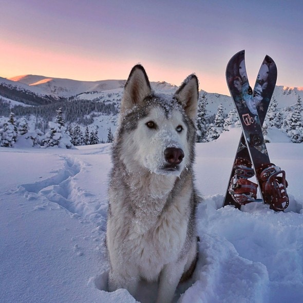 4.10.16 - Loki the Wolfdog's Adventures18