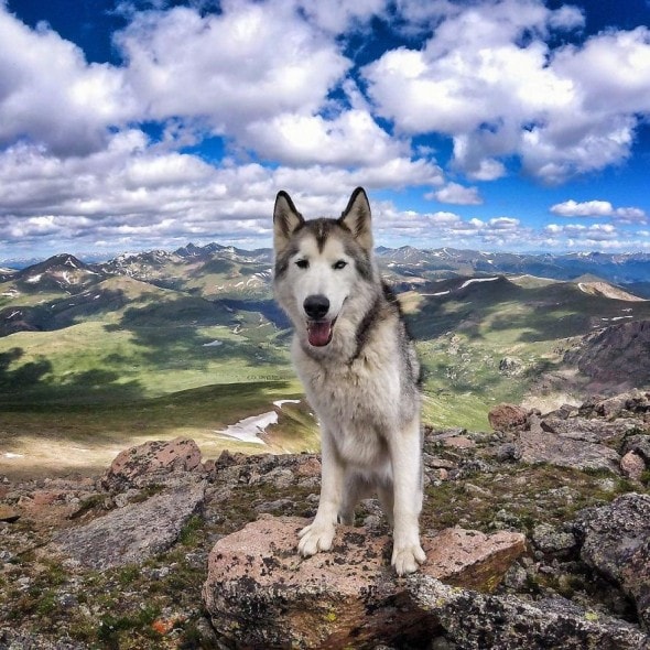 4.10.16 - Loki the Wolfdog's Adventures19