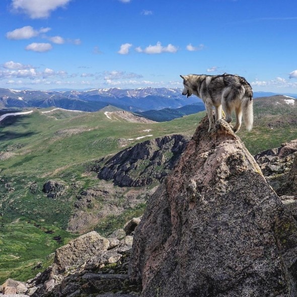 4.10.16 - Loki the Wolfdog's Adventures2