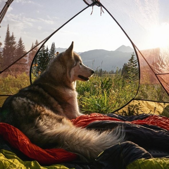 4.10.16 - Loki the Wolfdog's Adventures3