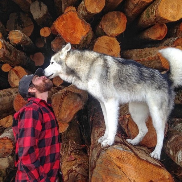 4.10.16 - Loki the Wolfdog's Adventures4
