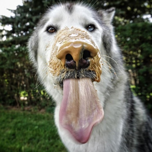 4.10.16 - Loki the Wolfdog's Adventures8