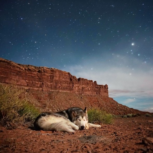 4.10.16 - Loki the Wolfdog's Adventures9
