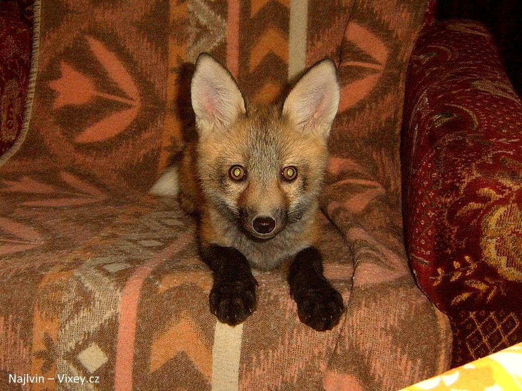 Rescued Fox Is The Perfect Mix Of Cat And Dog Life With Dogs