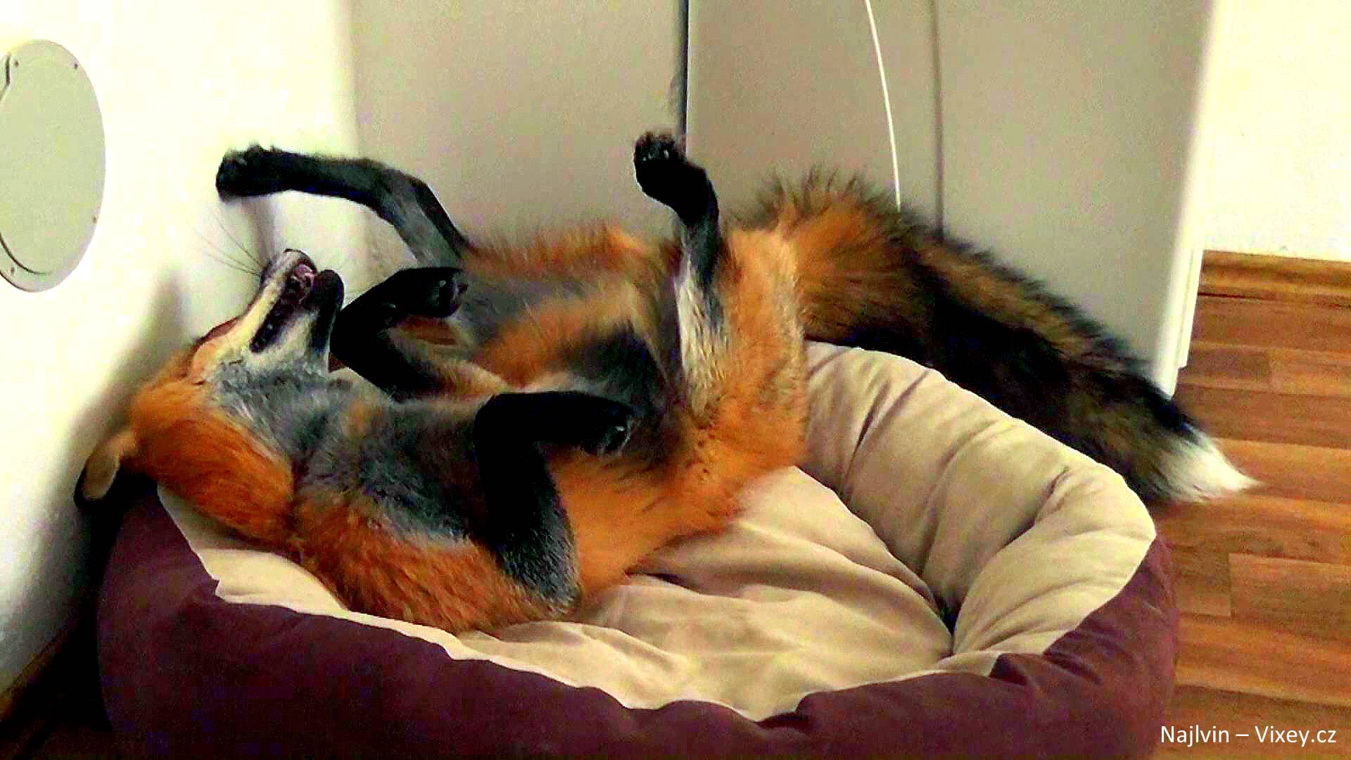 Rescued Fox Is The Perfect Mix Of Cat And Dog Life With Dogs