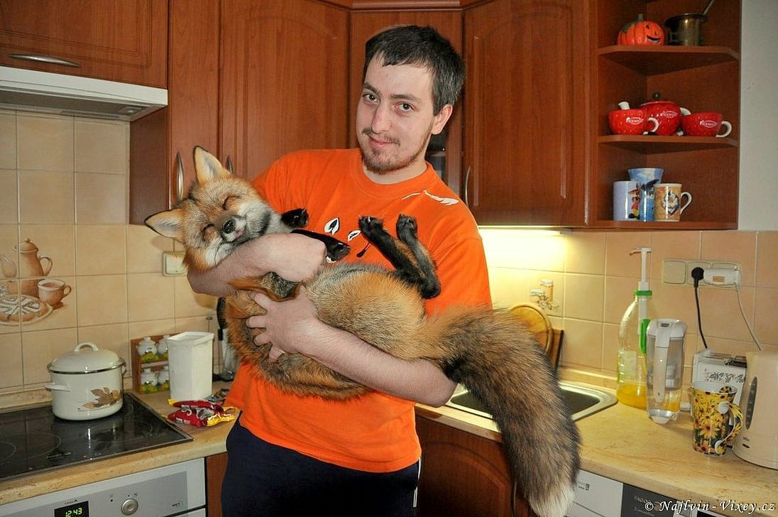 Rescued Fox Is The Perfect Mix Of Cat And Dog Life With Dogs