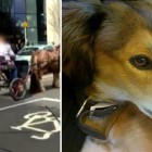 4.12.16 Dog Dragged Behind Horse Cart Saved by Witnesses5