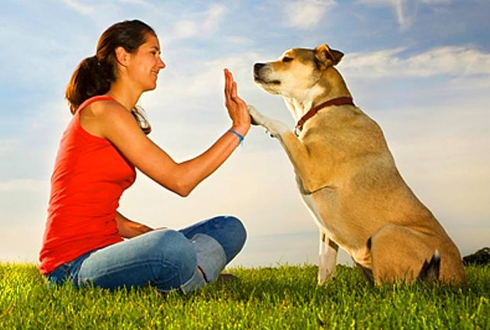 Study Shows Why What We Say to Our Dogs Matters
