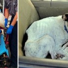 4.15.16 Dog Saves Woman Lost in Arizona0
