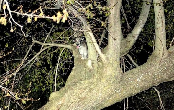 4.15.16 - Firefighters Rescue Great Dane… from a Tree2