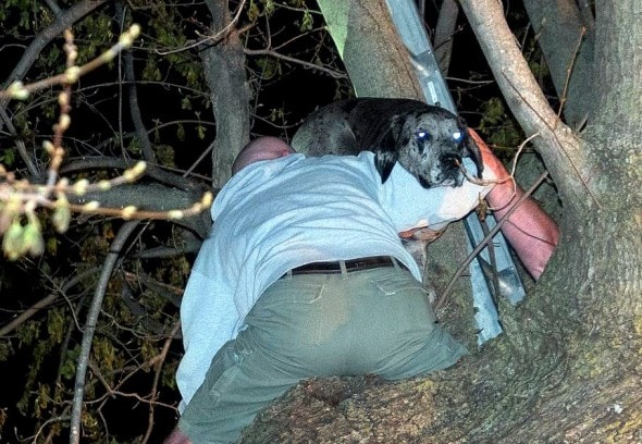 4.15.16 - Firefighters Rescue Great Dane… from a Tree3