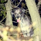 4.15.16 Firefighters Rescue Great Dane… from a Tree4