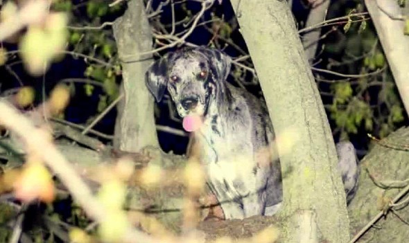 4.15.16 - Firefighters Rescue Great Dane… from a Tree4