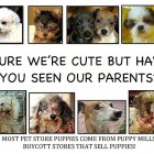 4.21.16 Philadelphia Bans Puppy Mill Dogs in Shops02